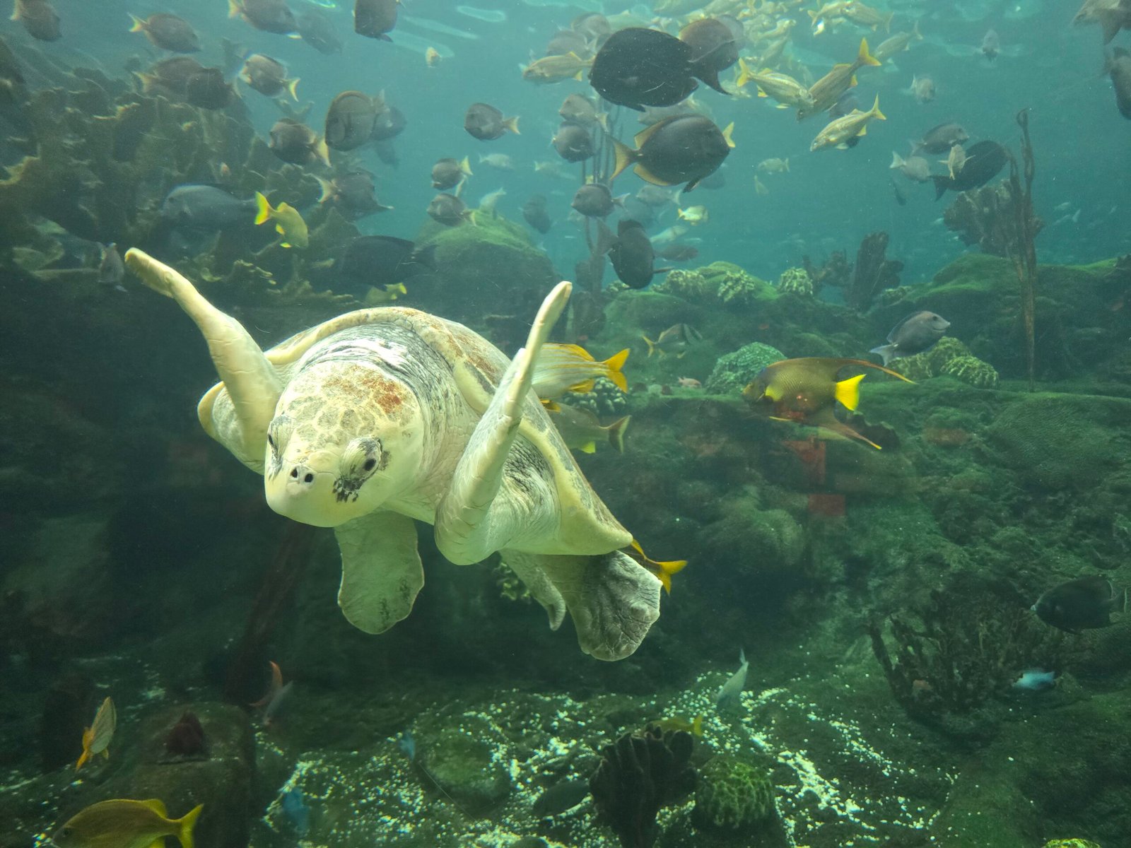 Florida Aquarium Family Travel Tips